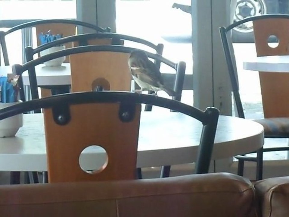 Bird 2
