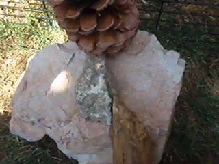 Praliné, mon lapinou dans son "parc" provisoire