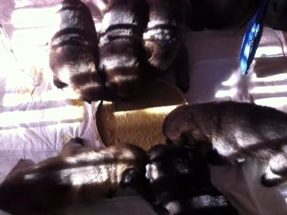 chiot caïra 22 jours