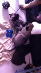 chiots ca¨ra 22 jours