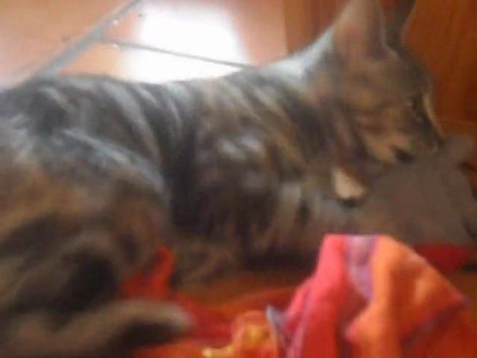 Mon chat Kira