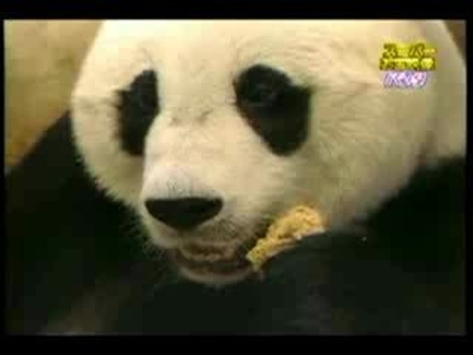 Panda sneeze shock