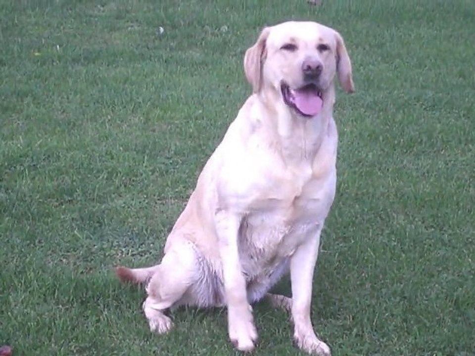 Nala ma chienne 5 ans!