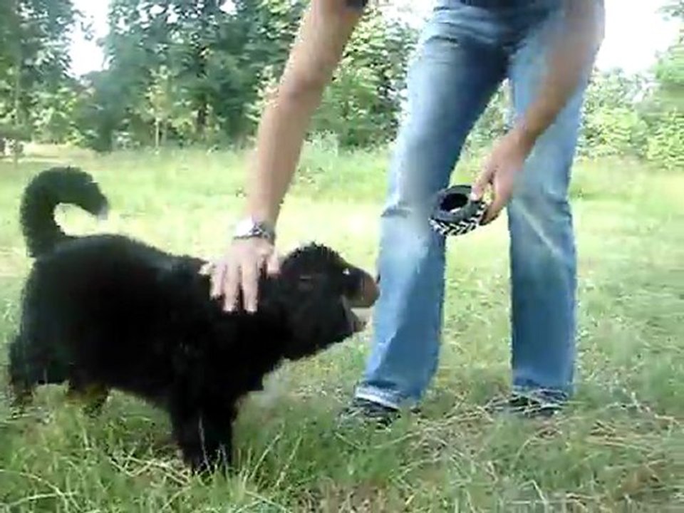 Max le Bébé Bouvier Bernois