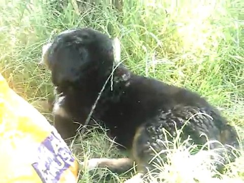 Bébé bouvier Bernois