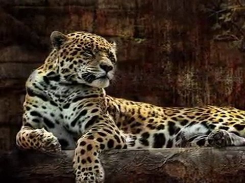 Jambo Bwana - African Music Kenya (Mustafa Dinç)