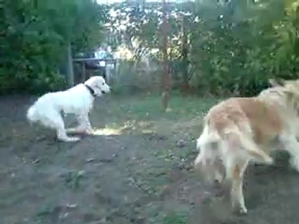 Gala & ses copains