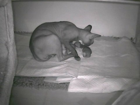 Chirpy et ses bébés-Chatterie AMoonStoneJewel Sphynx