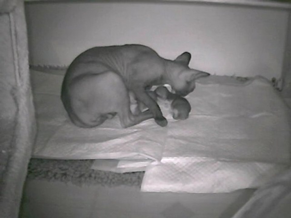 Chirpy et ses bébés-Chatterie AMoonStoneJewel Sphynx