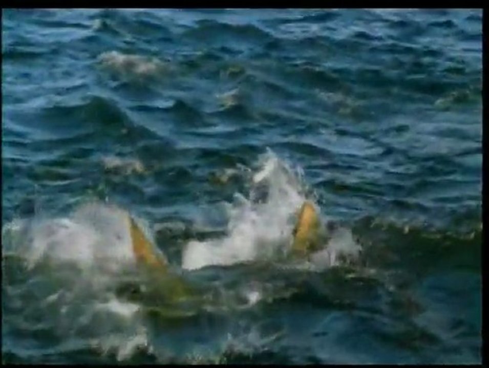 Harun Yahya TV - Living fossils- Proofs of creation 4