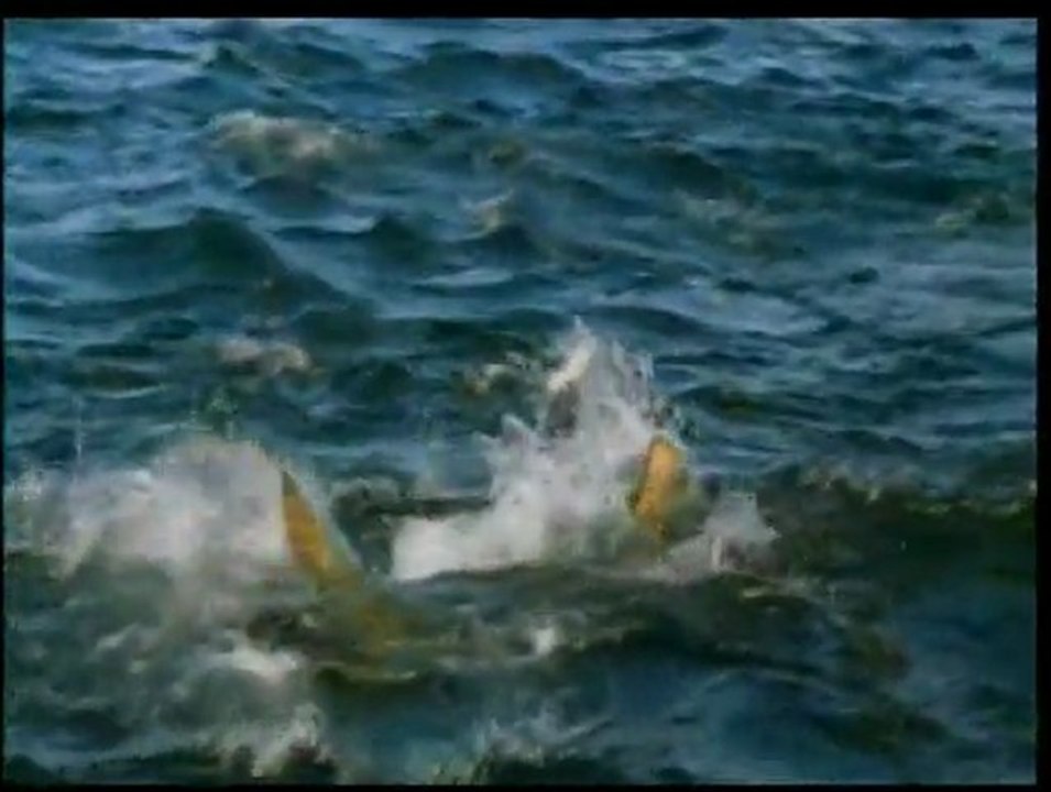 Harun Yahya TV - Living fossils- Proofs of creation 5