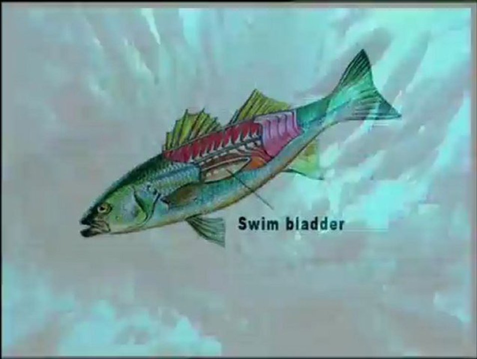 Harun Yahya TV - Living fossils- Proofs of creation 3