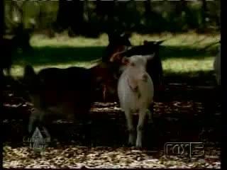 Fainting Goats