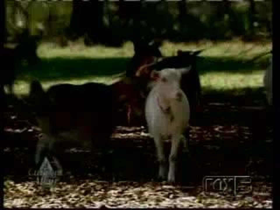 Fainting Goats