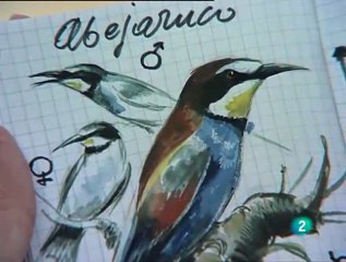 el abejaruco 1ª parte