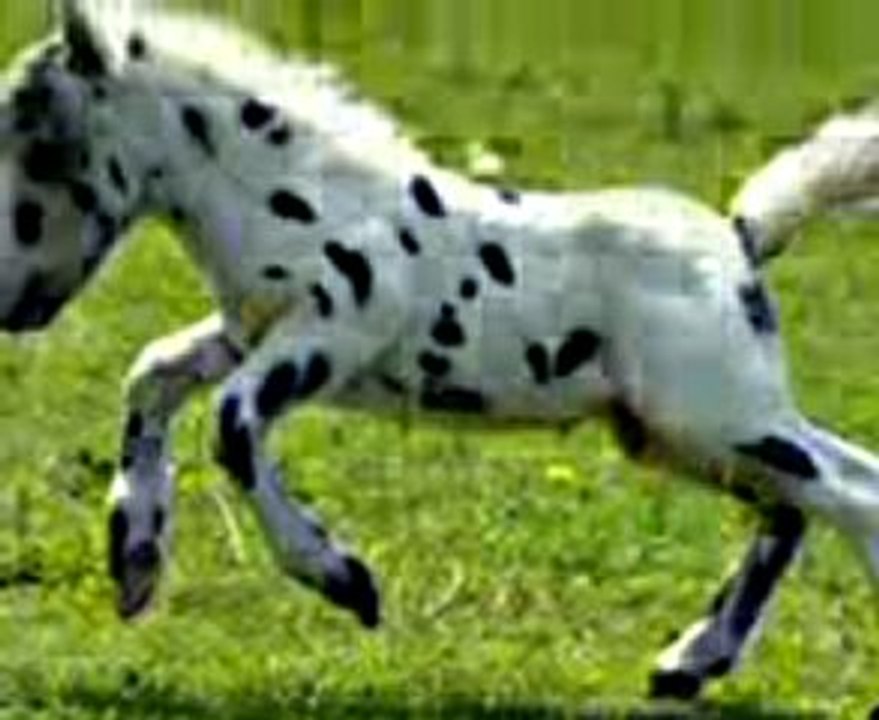 Galop,cwał,kłus i... muzyka