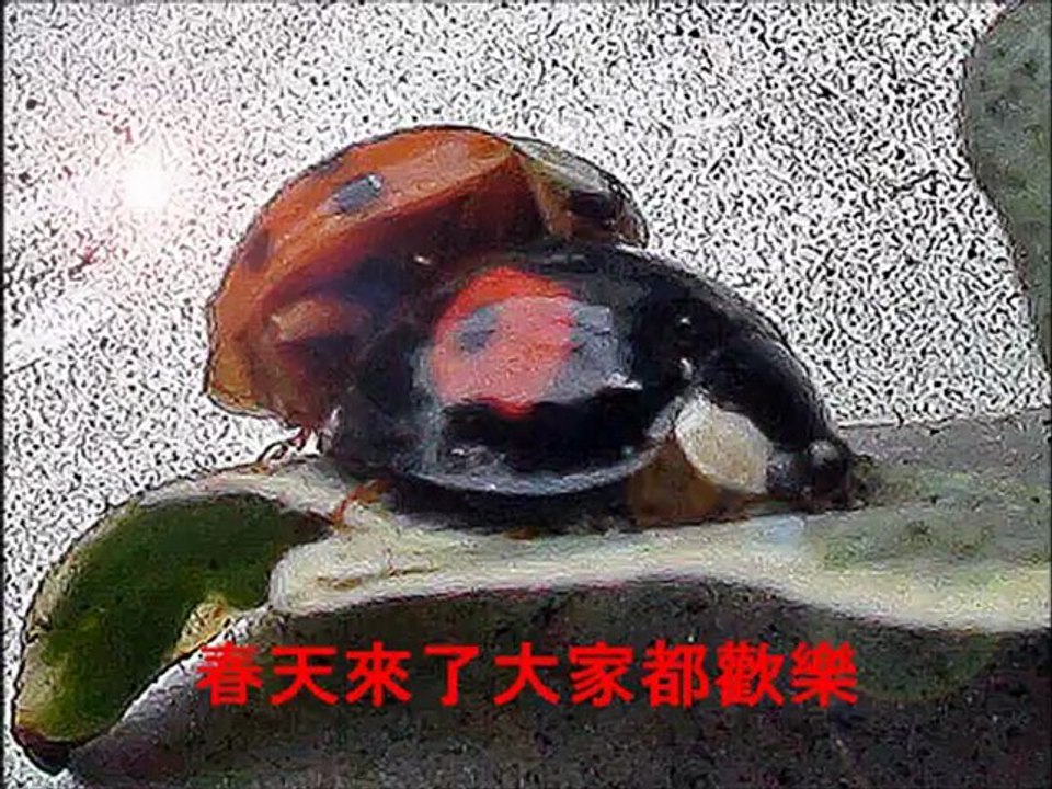 Coccifuck : La p'tite bête qui monte, qui monte et porte bonheur