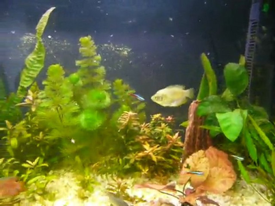 Distribution d'artémias dans l'aquarium