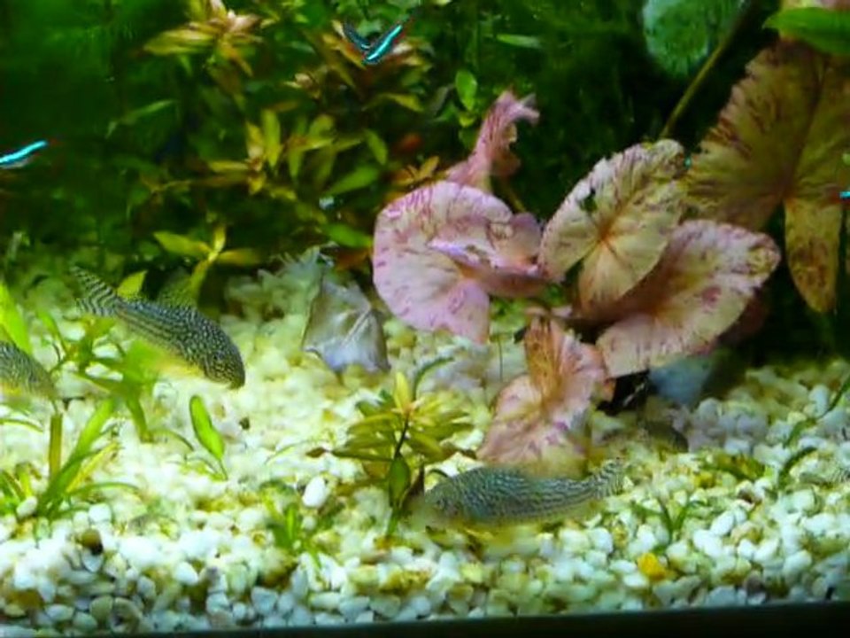 les poissons