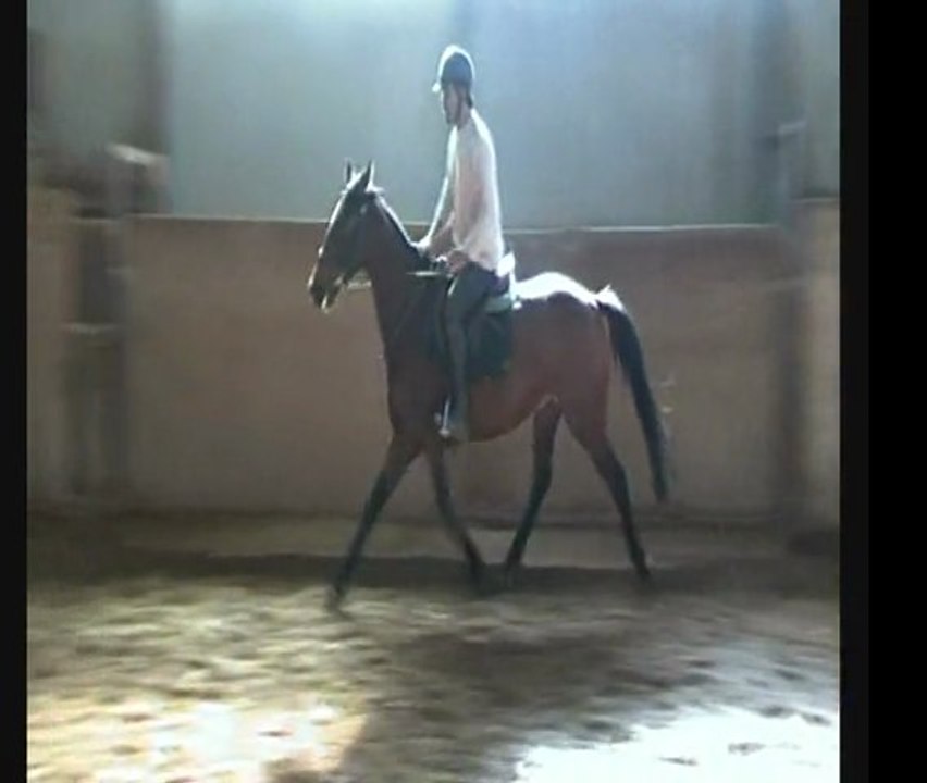 TOTHOR 4 Ans Apprentissage Saut monté