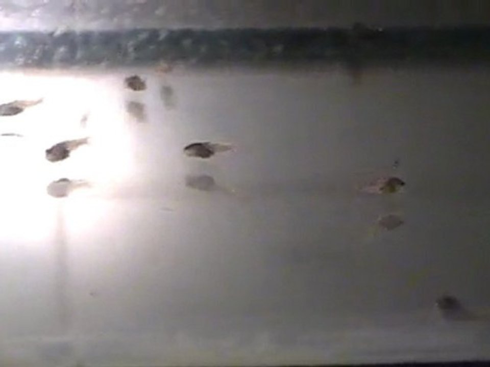 Alevins corydoras Aeneus de15 jours