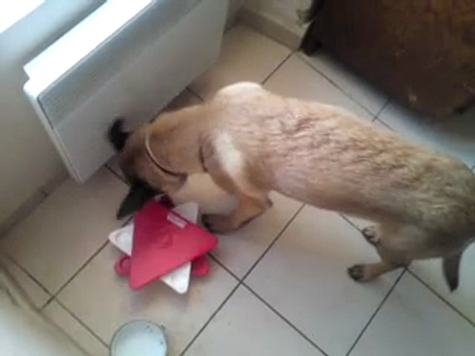 Gala à la recherche de croquettes