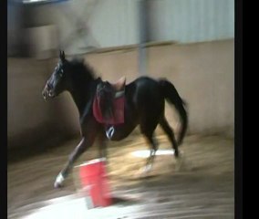 Thémis 4 Ans Apprentissage Saut monté