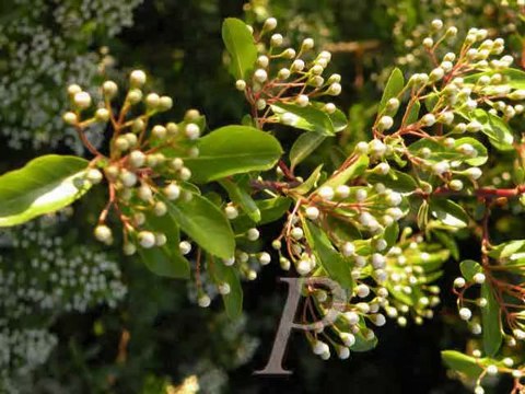 HTC Mozart... ORANGE i wszystko jasne!