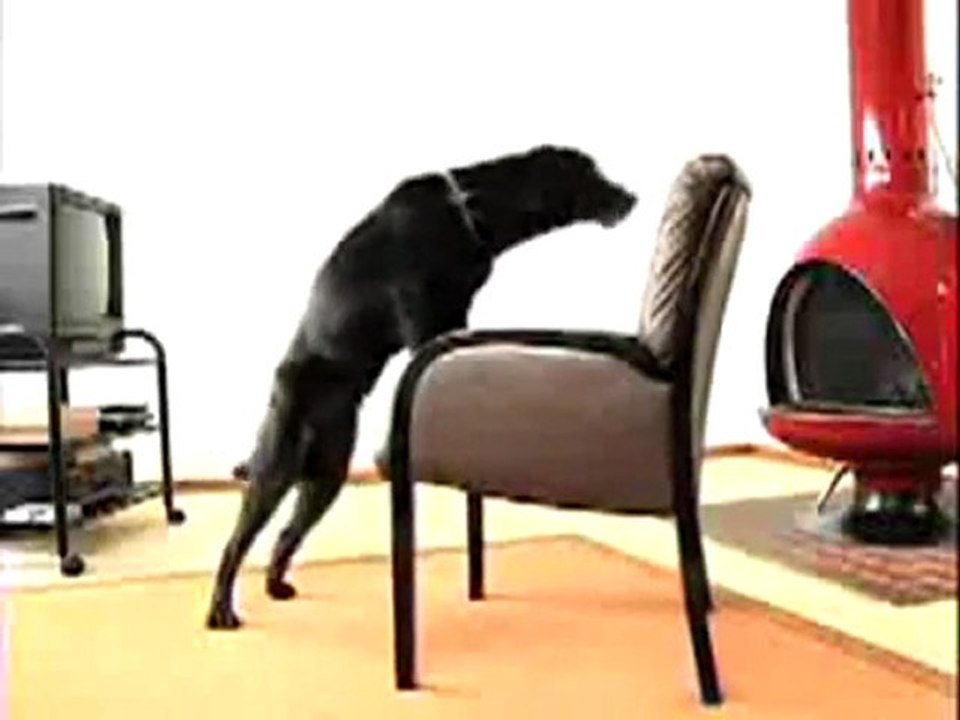 Dog Humping Chair