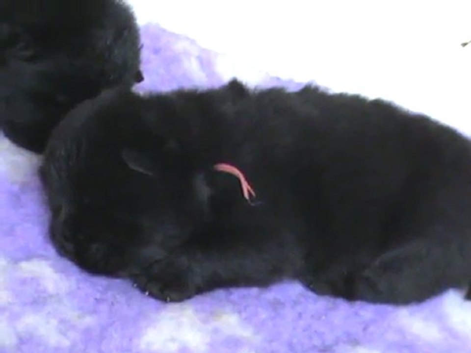 femelle noire collier rose