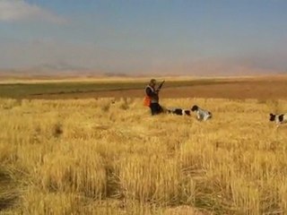 "PRADA" BILDIRICN AVI  KURZHAAR VON KONYA 2011