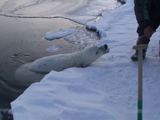 Les derniers chasseurs de l'Arctique (Part.3) La chasse à l'ours