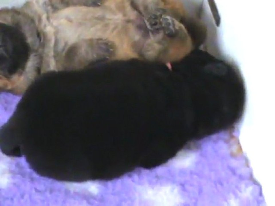 bébés duchka