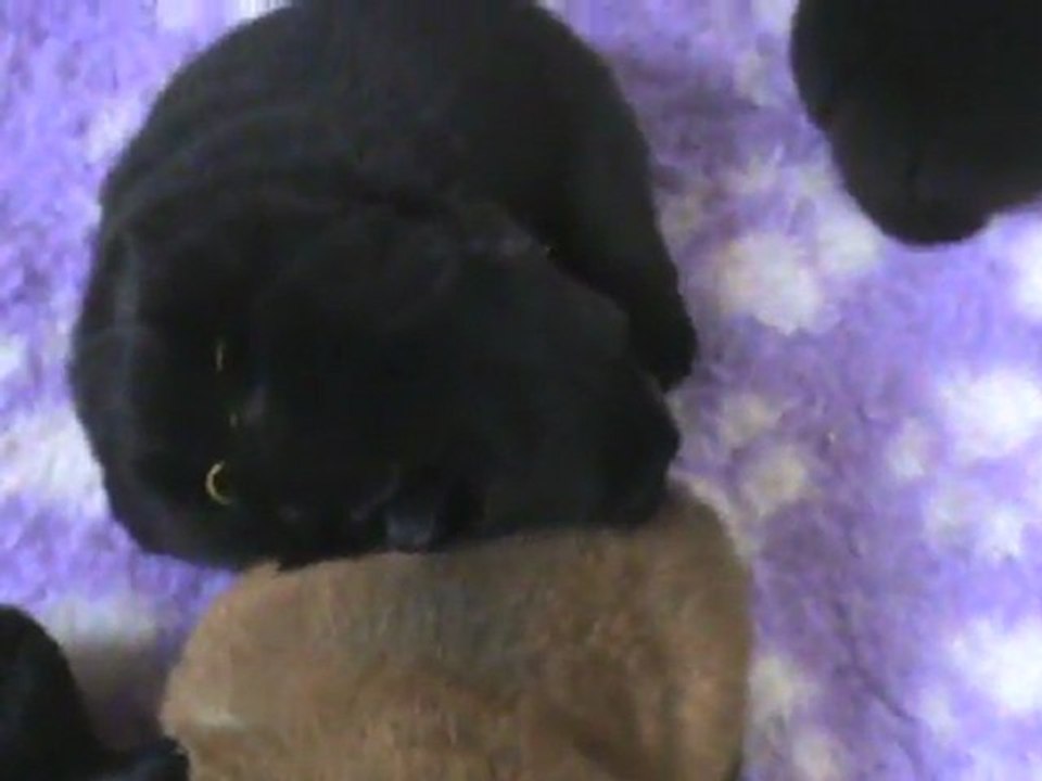 mâle chow chow noir collier jaune