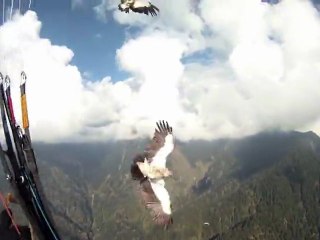 Un parachutiste percuté par un aigle sauvage
