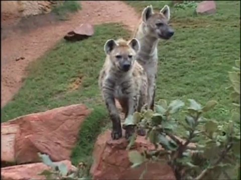 Hienas: Hiena manchada en Bioparc Valencia