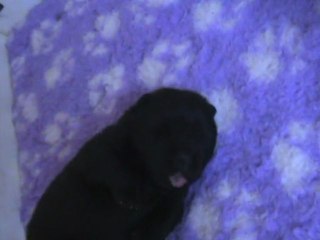 femelle noire collier blanc