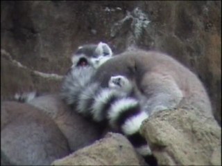 Lémures de cola anillada - Bioparc Valencia