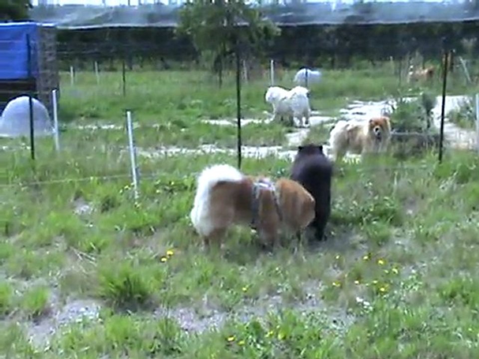 duchka et Camelot