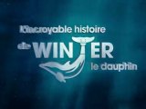L'Incroyable histoire de Winter le dauphin Bande Annonce