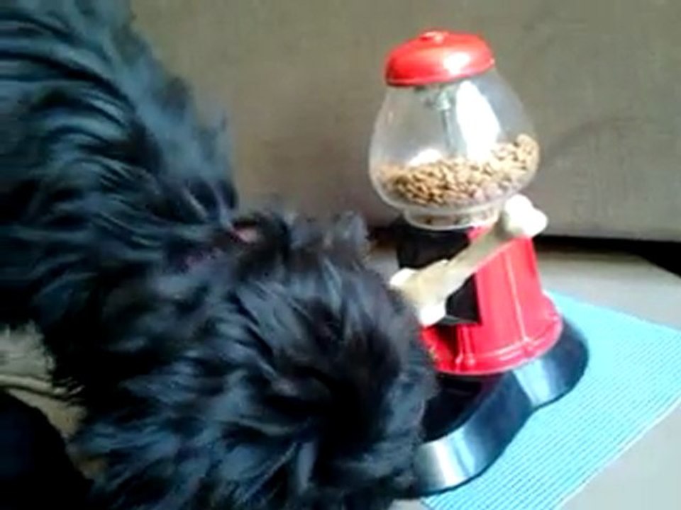 BB Briard actionne son distributeur de croquettes