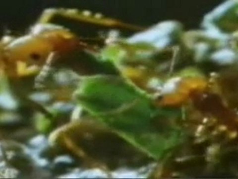 (DVD05) (21) GRANJAS DE HONGOS, LAS HORMIGAS