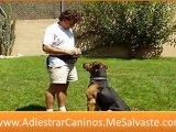 Como entrenar a mi perro - manual adiestramiento canino