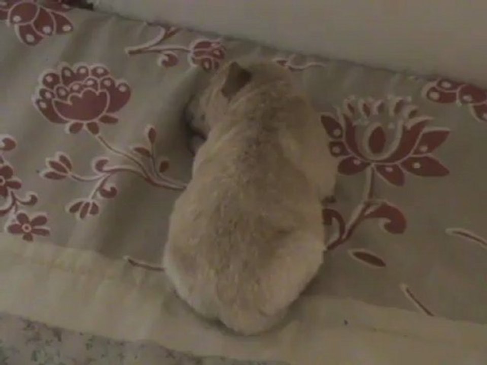 femelle sable