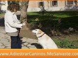 Como educar a mi perro - curso adiestramiento canino