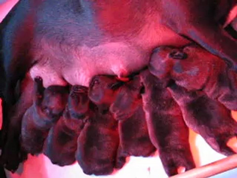 Bébés Bouledogue Français - French Bulldog Babies d'Al Kerby