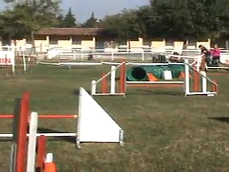 concours agility isle sur la sorgue