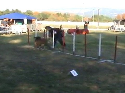concours agility Isle sur la sorgues