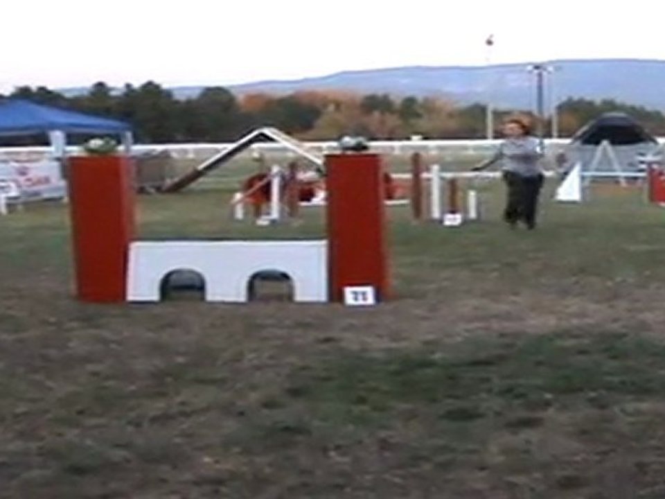 concour agility Isle sur la sorgue 2011