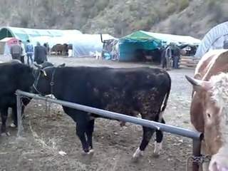 KURBANLAR PAZARA İNDİ